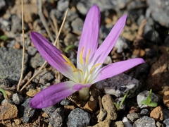 Colchicum filifolium