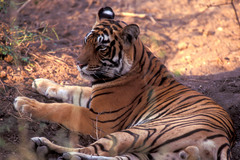Panthera tigris tigris