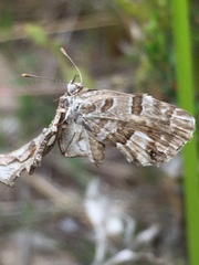 Cacyreus marshalli