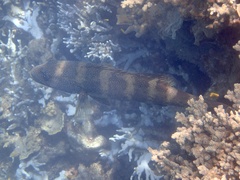 Plectropomus leopardus