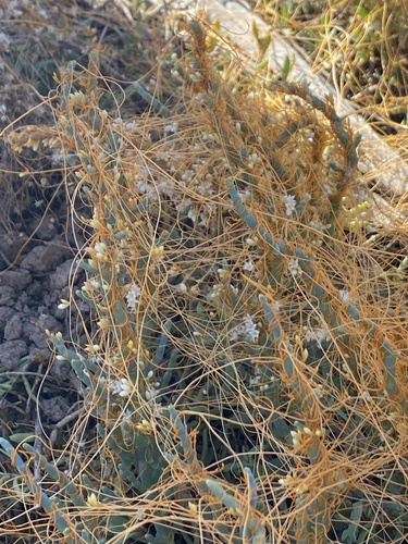 iNaturalist observation photo of dodders