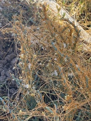 Cuscuta