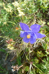 Aquilegia pyrenaica