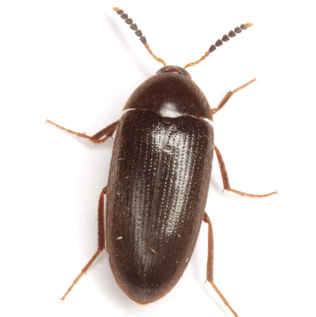 Eustrophopsis ornata