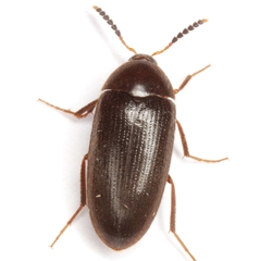 Eustrophopsis ornatus