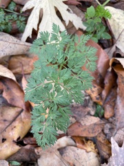 Scandiceae