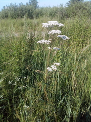 Valeriana officinalis