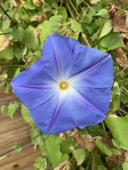 Ipomoea tricolor