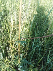 Valeriana officinalis