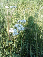 Valeriana officinalis