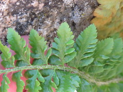 Polystichum scopulinum