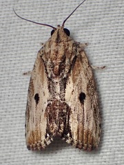 Etanna breviuscula