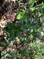 Alyxia magnifolia
