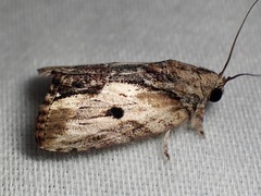 Etanna breviuscula