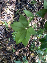 Alyxia magnifolia