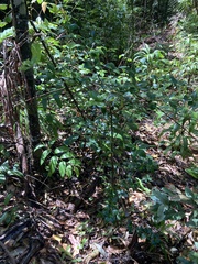 Alyxia magnifolia