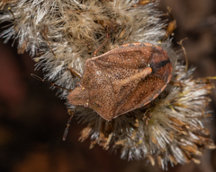 Thyanta custator accerra