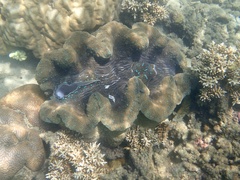 Tridacna gigas