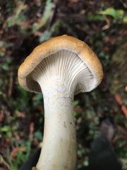 Cantharellus