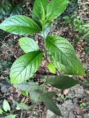 Heliotropium verdcourtii