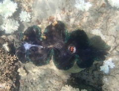 Tridacna gigas