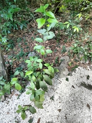 Heliotropium verdcourtii