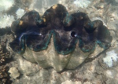 Tridacna gigas