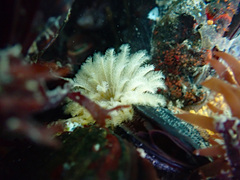 Eudistylia polymorpha