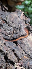 Plethodon dorsalis
