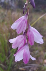 Dierama
