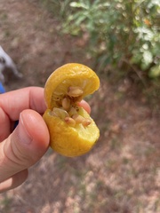 Eriobotrya japonica