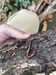 Plethodon dorsalis