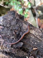 Plethodon dorsalis