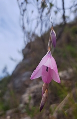 Dierama