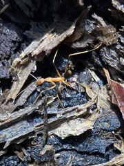 Leptomyrmex rufipes