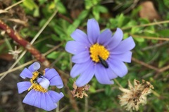 Felicia aethiopica