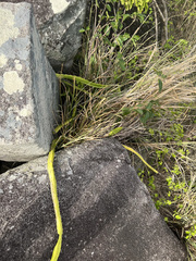 Selenicereus undatus