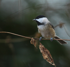 Poecile atricapillus