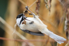 Poecile atricapillus