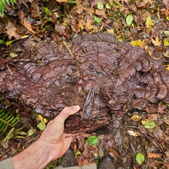 Ganoderma oregonense