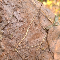 Ganoderma oregonense