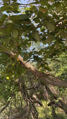 Ulmus thomasii