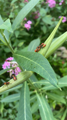 Oncopeltus fasciatus