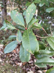Photinia serratifolia