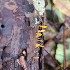 Calocera cornea