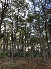 Cupressaceae