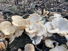 Pleurotus ostreatus