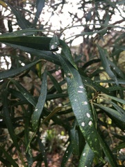 Olea europaea cuspidata
