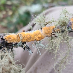 Polycauliona candelaria