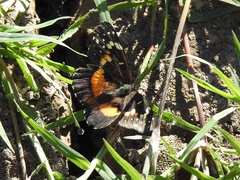 Chlosyne lacinia adjutrix